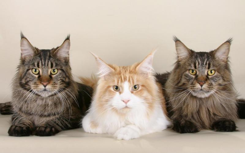 Мейн-кун — гигант в мире кошек с мягким нравом