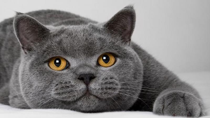 Британская кошка: мягкий нрав и плюшевая шерстка