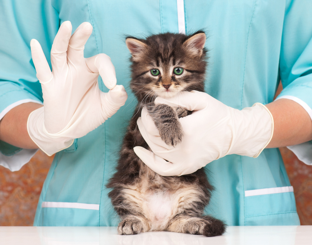 Кошкам нужно ставить прививки