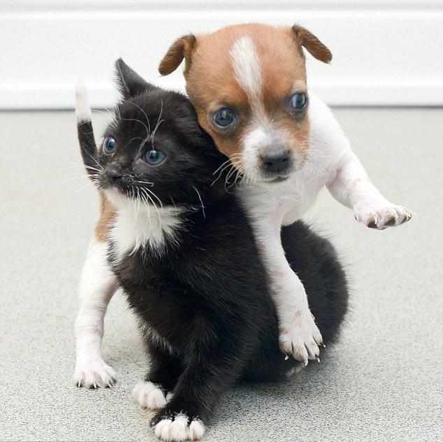 Котенок и щенок