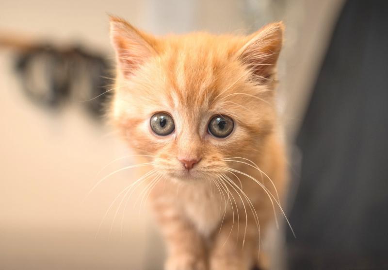 Как приучить быстро котенка к лотку в квартире: советы по приучению кота к  туалету