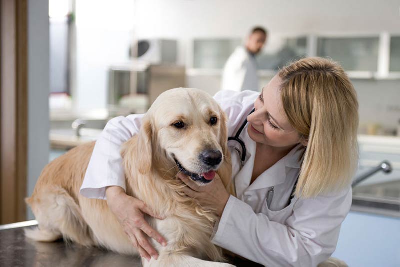 Как правильно сделать прививку собаке самому: делаем вакцинацию дома