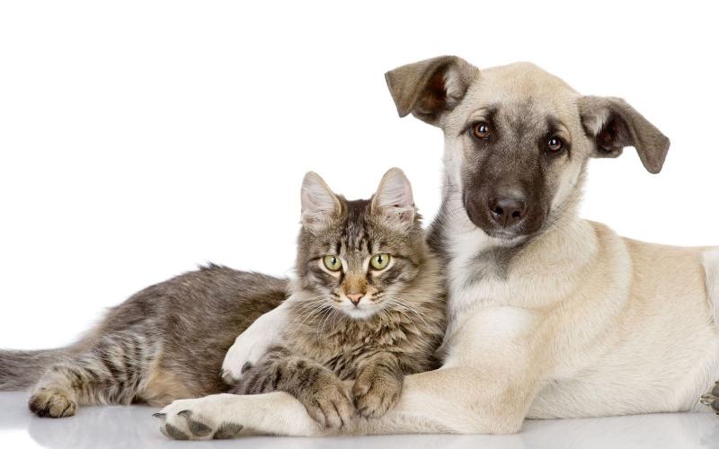 животные кошки и собаки