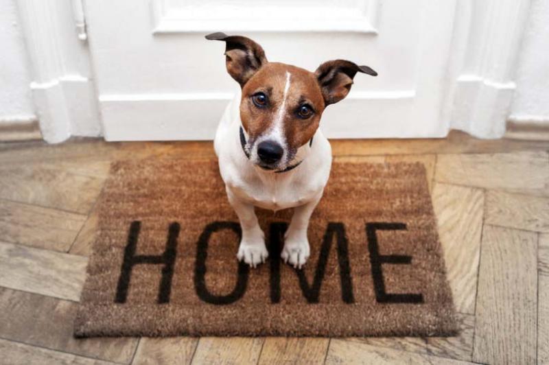 Как отучить собаку писать дома: советы как отучить собаку гадить в квартире