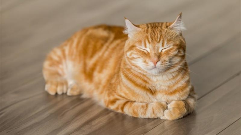 Стерилизация кошек и кастрация котов: что важно знать