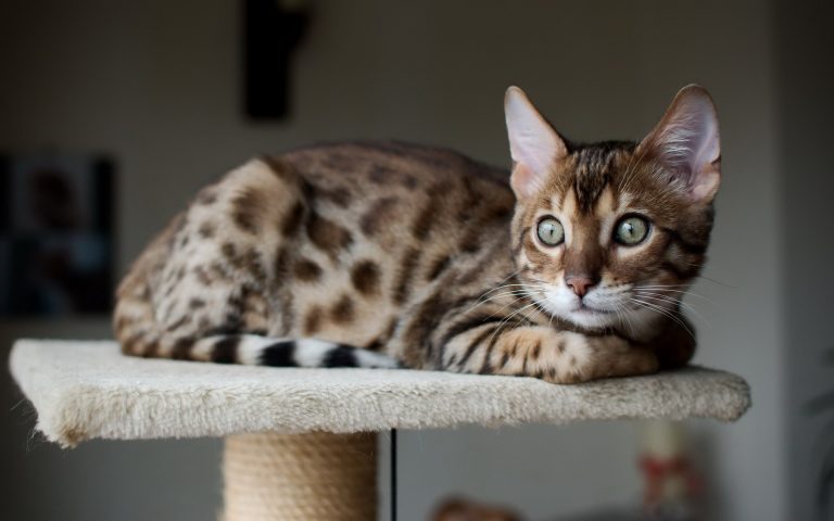 Кошачий возраст по человеческим меркам: определение человеческого возраста  кошки