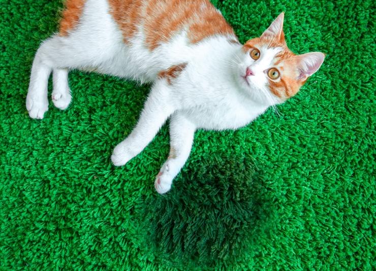 Как убрать запах кошачьей мочи: эффективные методы и средства удаления  запаха
