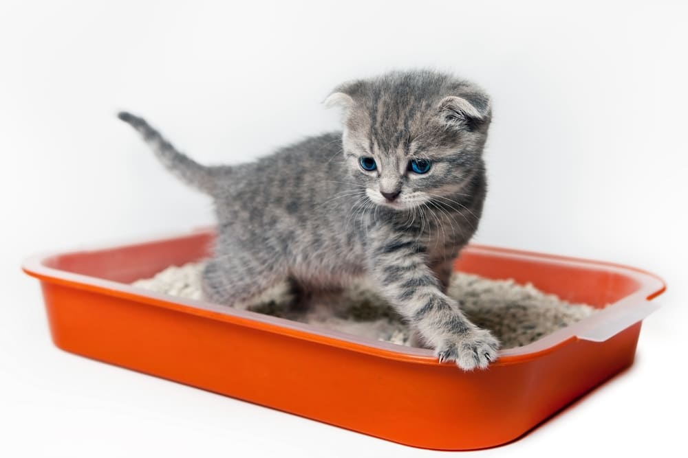 Как приучить быстро котенка к лотку в квартире: советы по приучению кота к  туалету