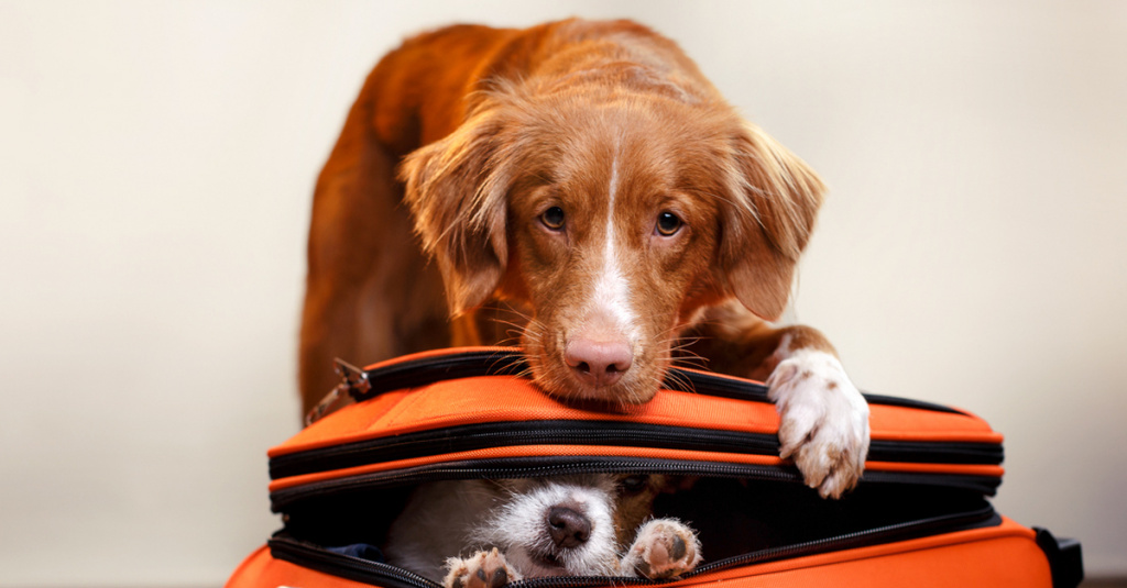 Подготовка собак к путешествию