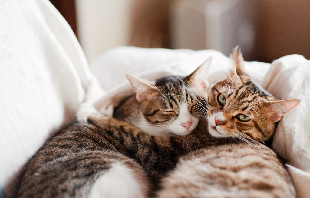 Сколько стоит принять роды у кошки ветеринаром на дому цена в Москве