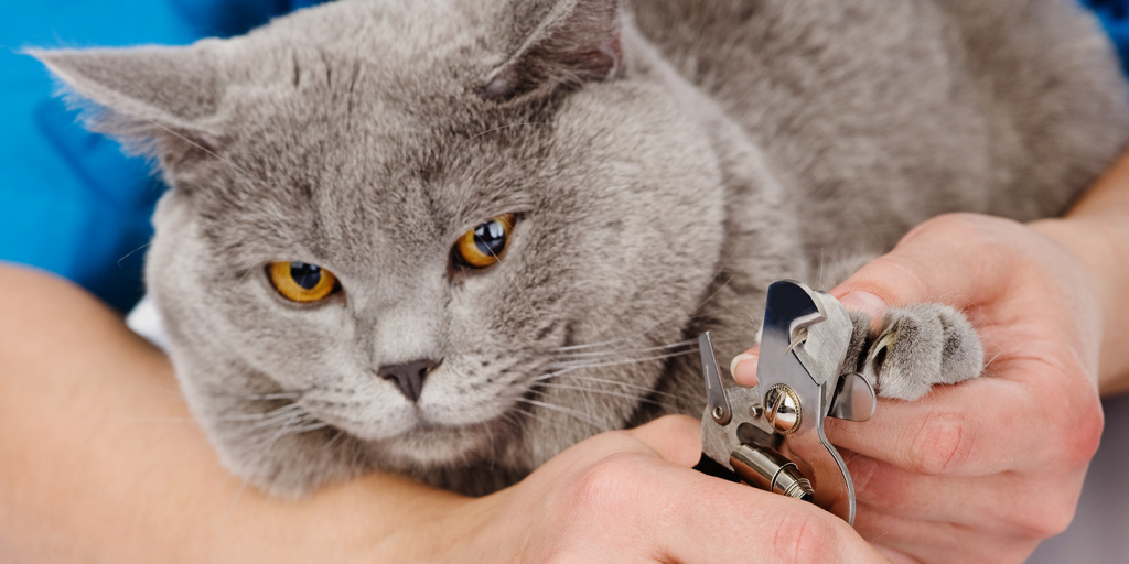 Как подстричь когти кошке: пошаговая инструкция, обзор инструментов
