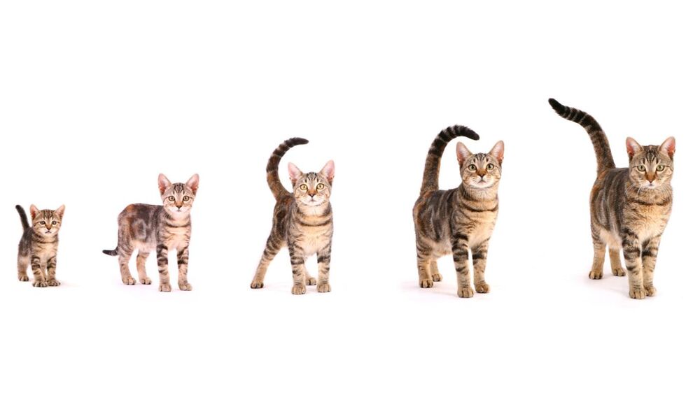 Кошачий возраст по человеческим меркам: определение человеческого возраста  кошки