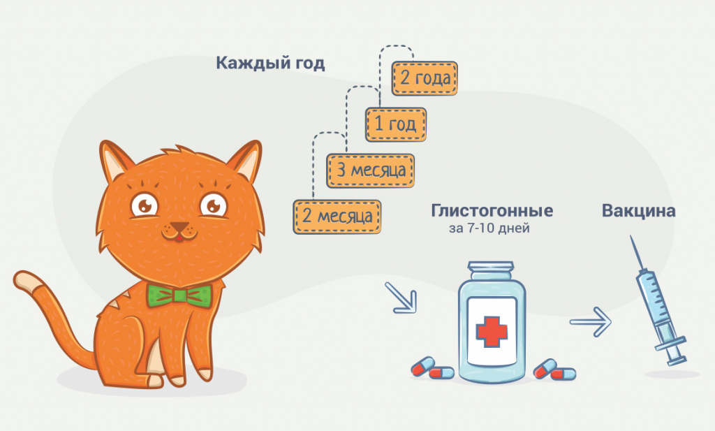 Прививки для кошек: обзор вакцин, подготовка к вакцинации