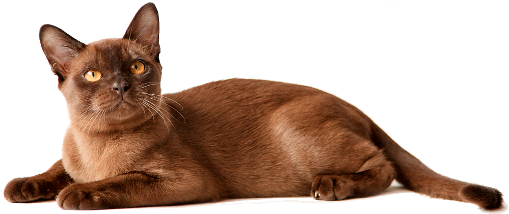 Гипоаллергенные породы кошек: обзор пород кошек, не вызывающих аллергию