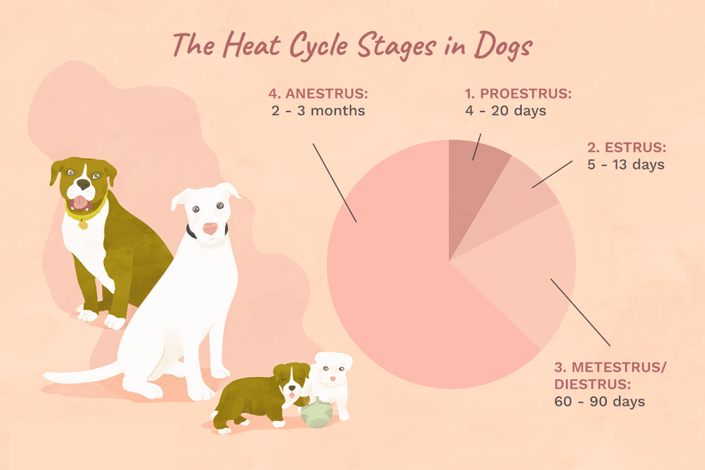 Течка у собак: сроки и рекомендации по уходу за животным в этот период
