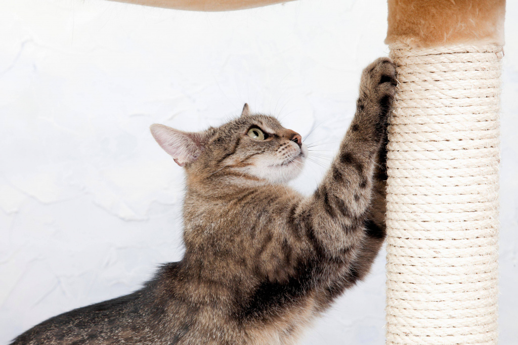 Кошачьи когти: значение, уход, можно ли стричь и удалять | Блог ветклиники 