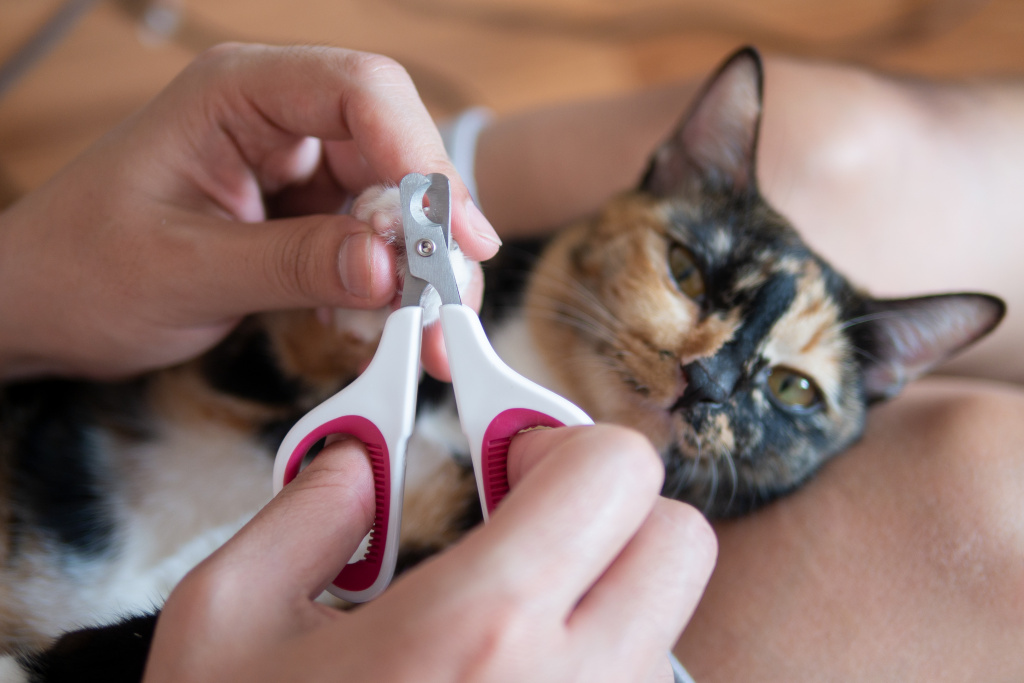 Как подстричь когти кошке: пошаговая инструкция, обзор инструментов