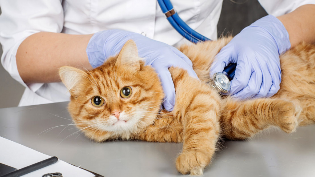 Стерилизация кошек и кастрация котов: методы стерилизации,  послеоперационный уход