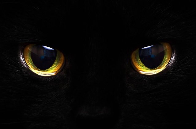 Почему у кошки слезятся глаза: причины, последствия, лечение