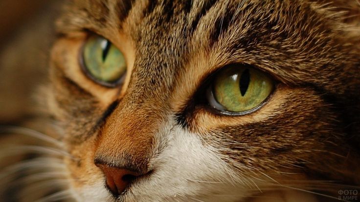 У кошки слезятся глаза: что делать, причины и лечение